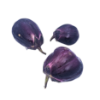 חציל מים יפני