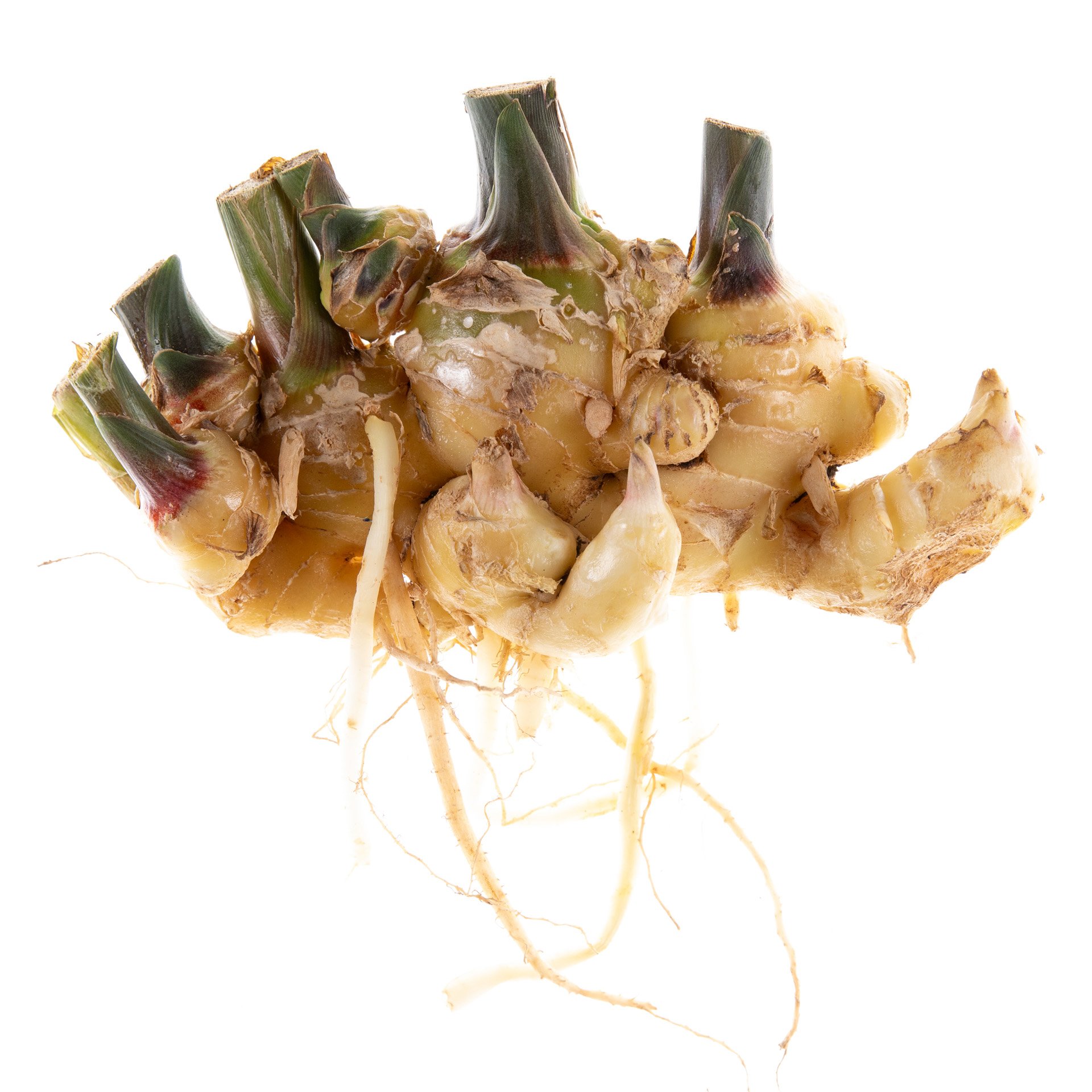 ג'ינג'ר ישראלי