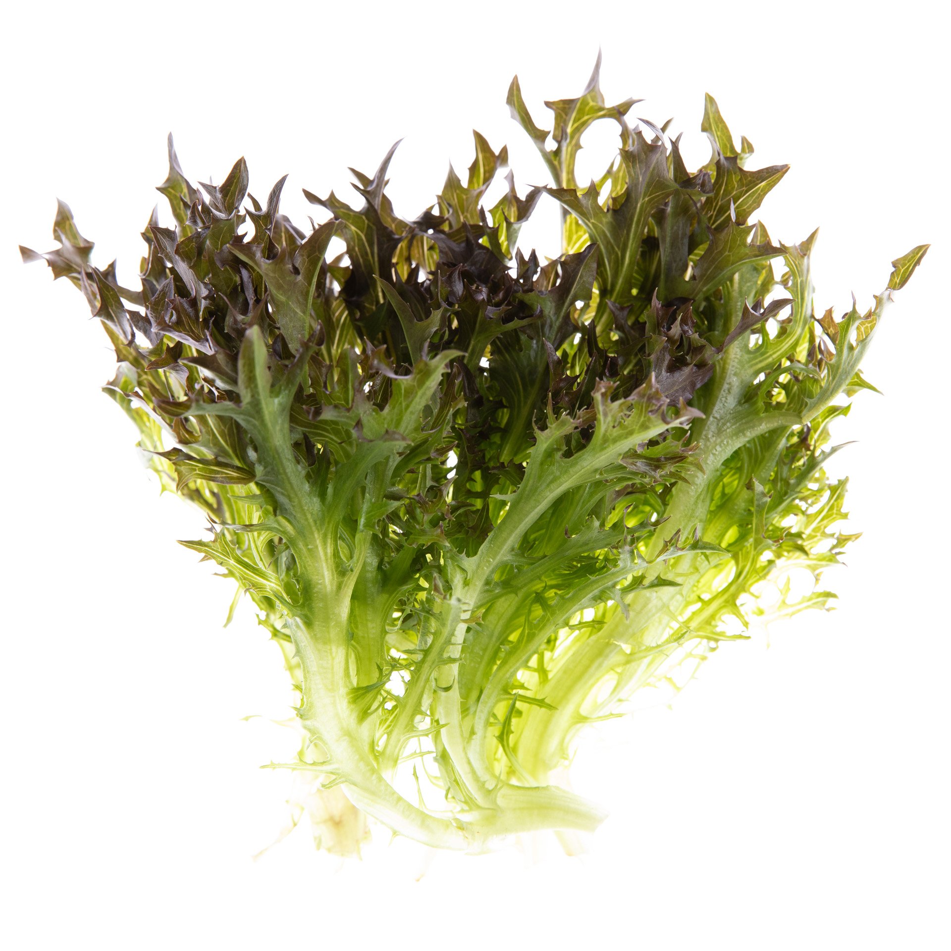 חסה בייבי צ'יק אדום