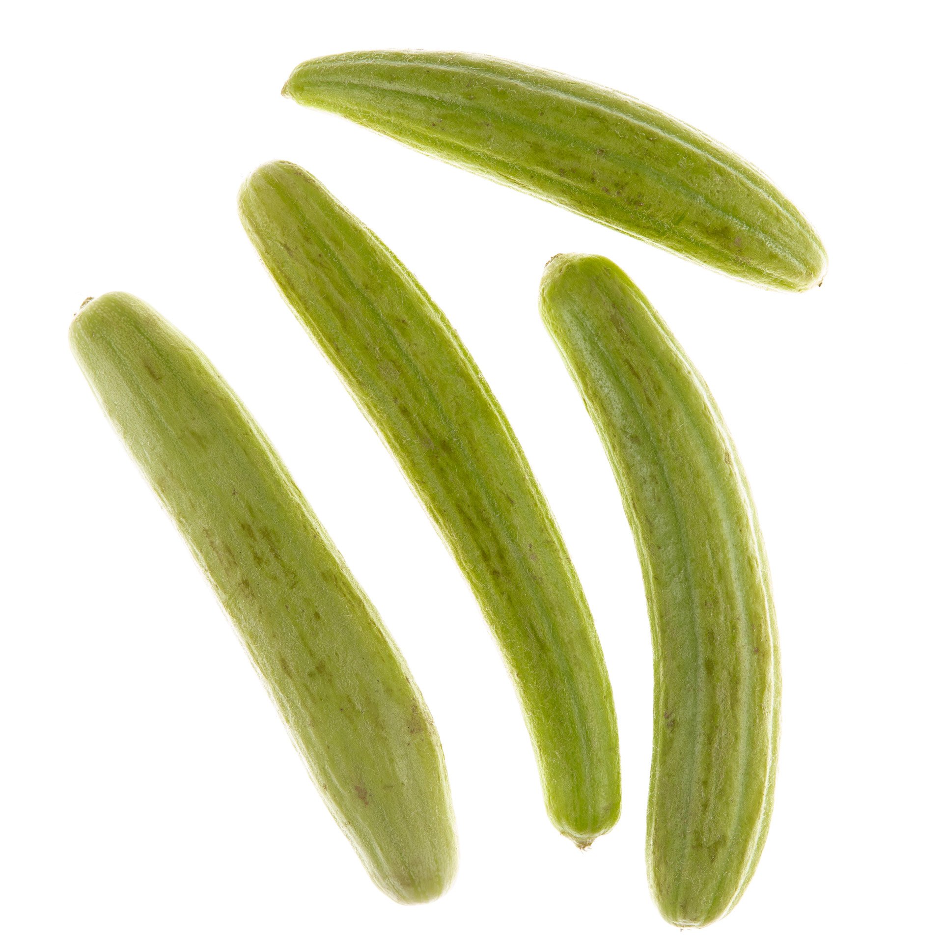 פאקוס בלאדי מובחר