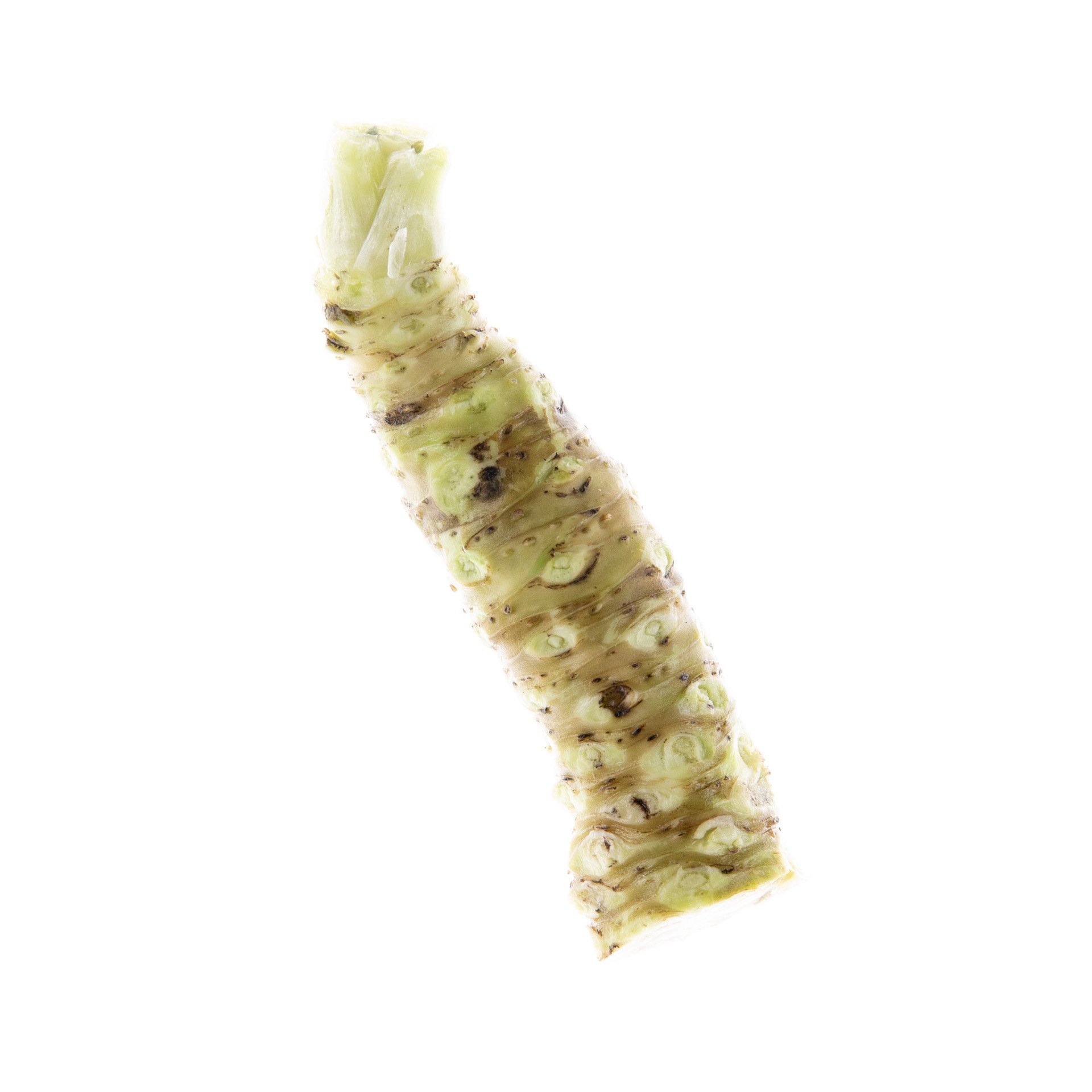 ווסאבי - גודל M