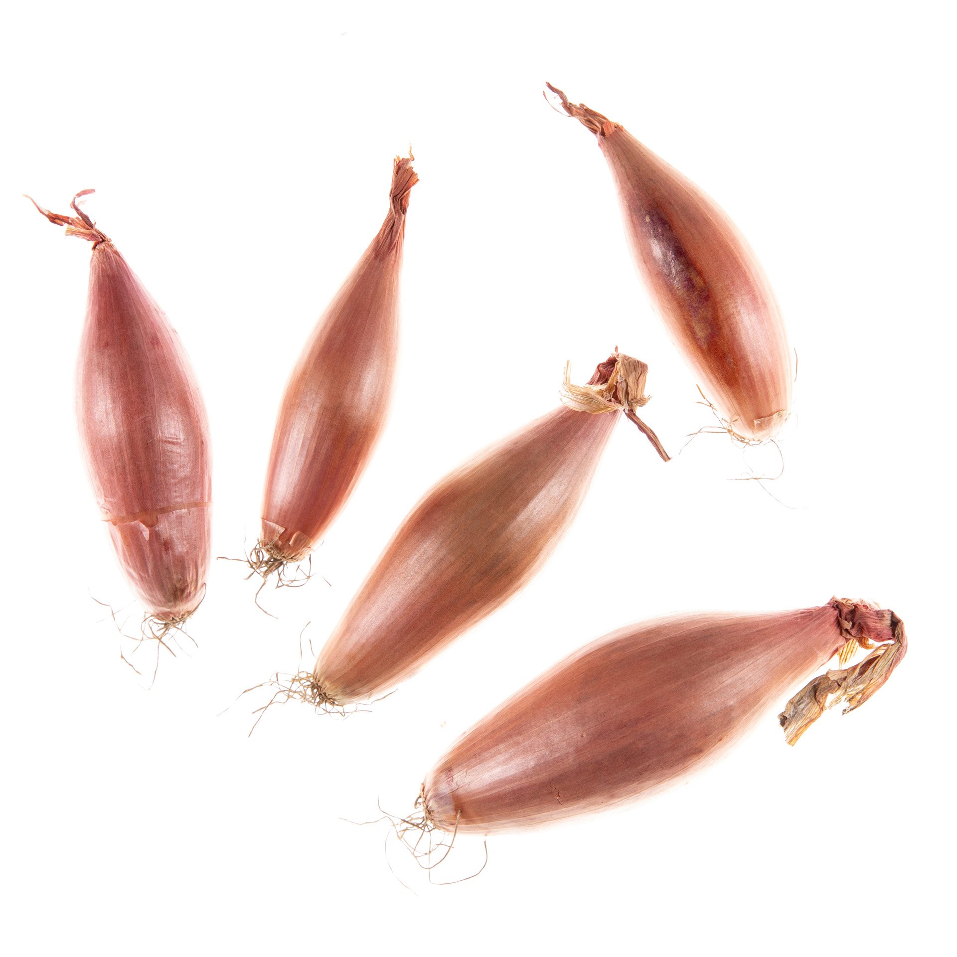 בצל שאלוט מאורך