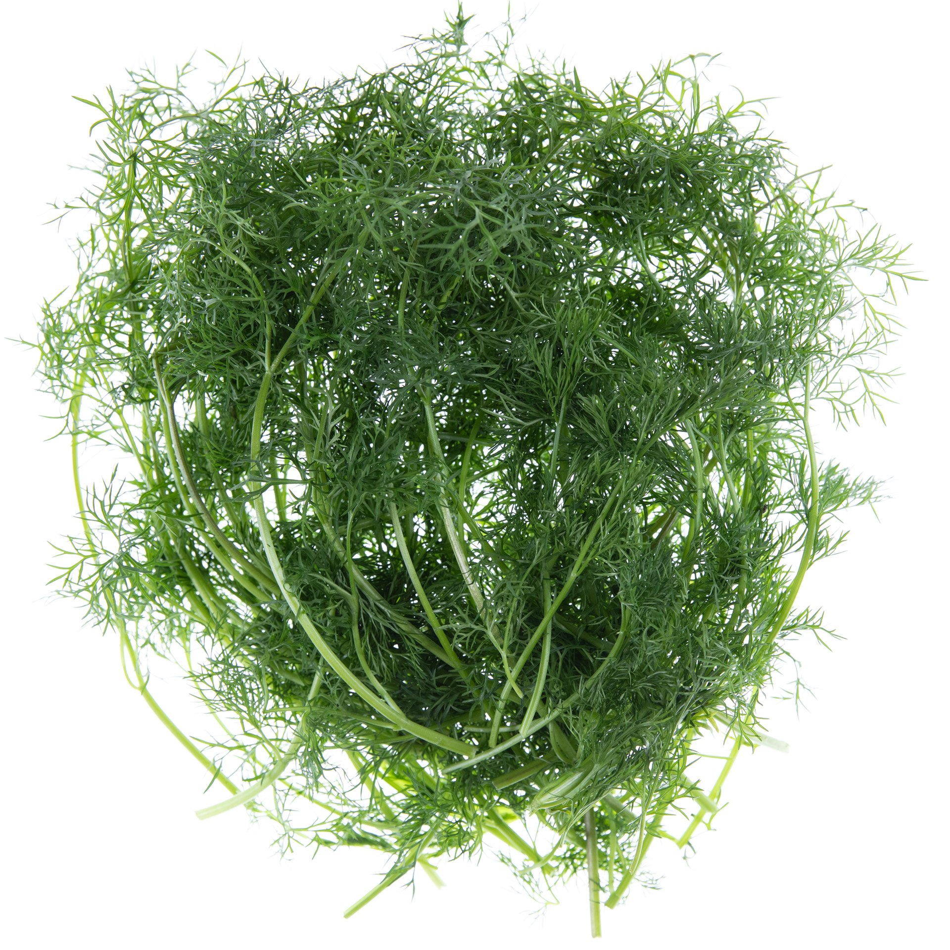 כוסברה צרפתית