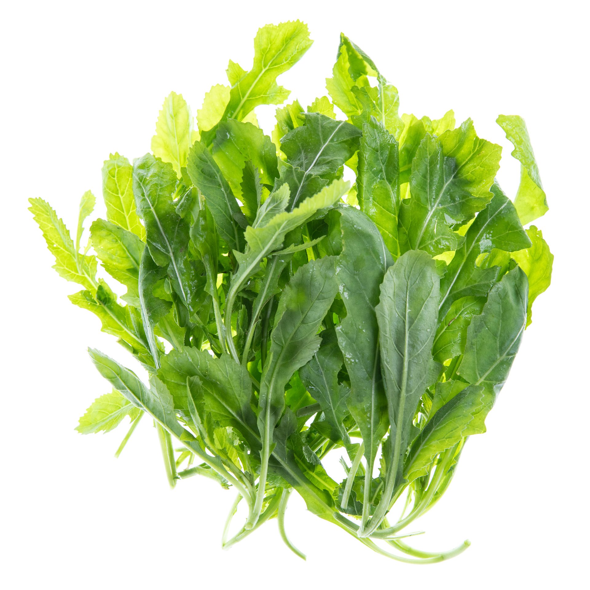 רוקט ווסאבי | יפני