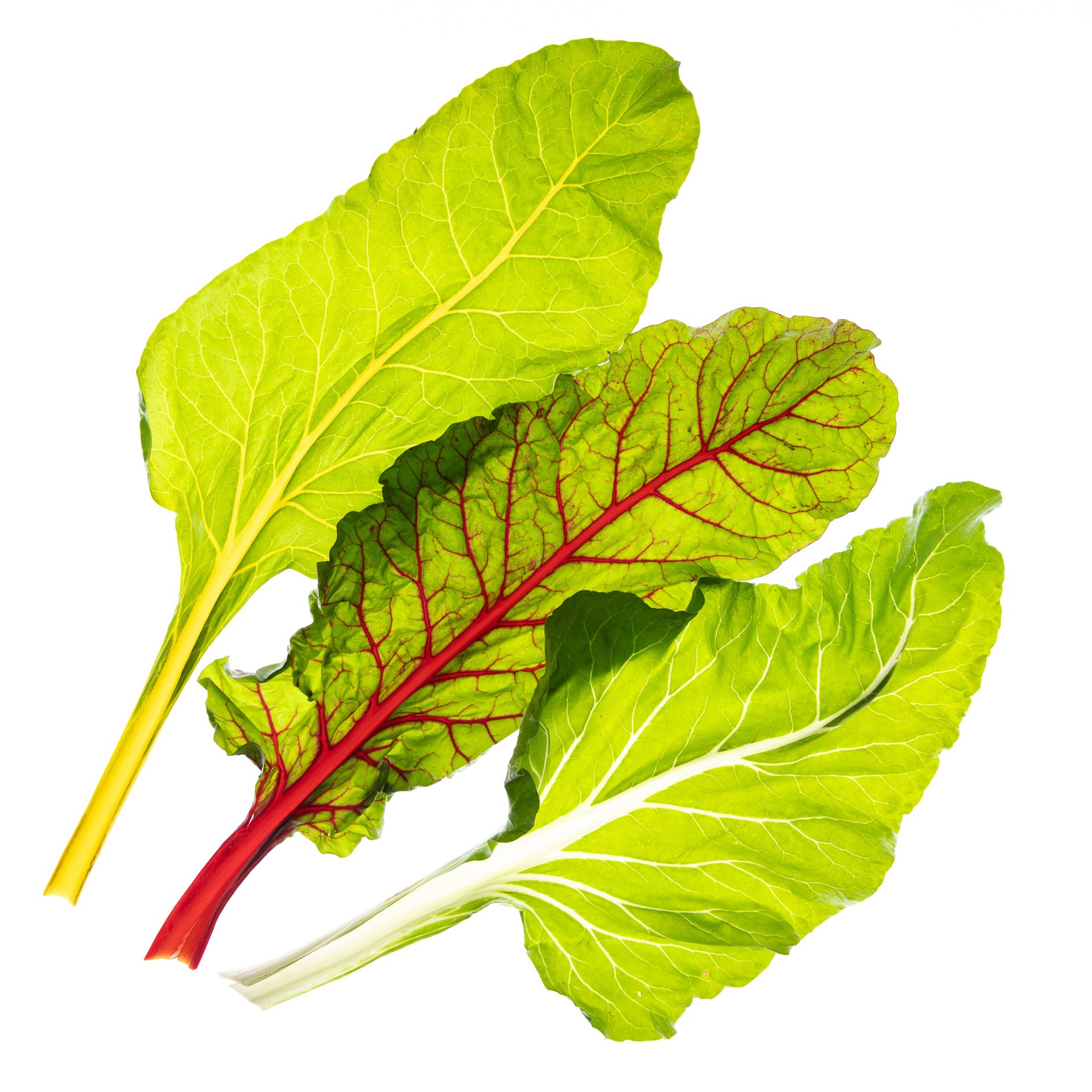 מנגולד צבעוני