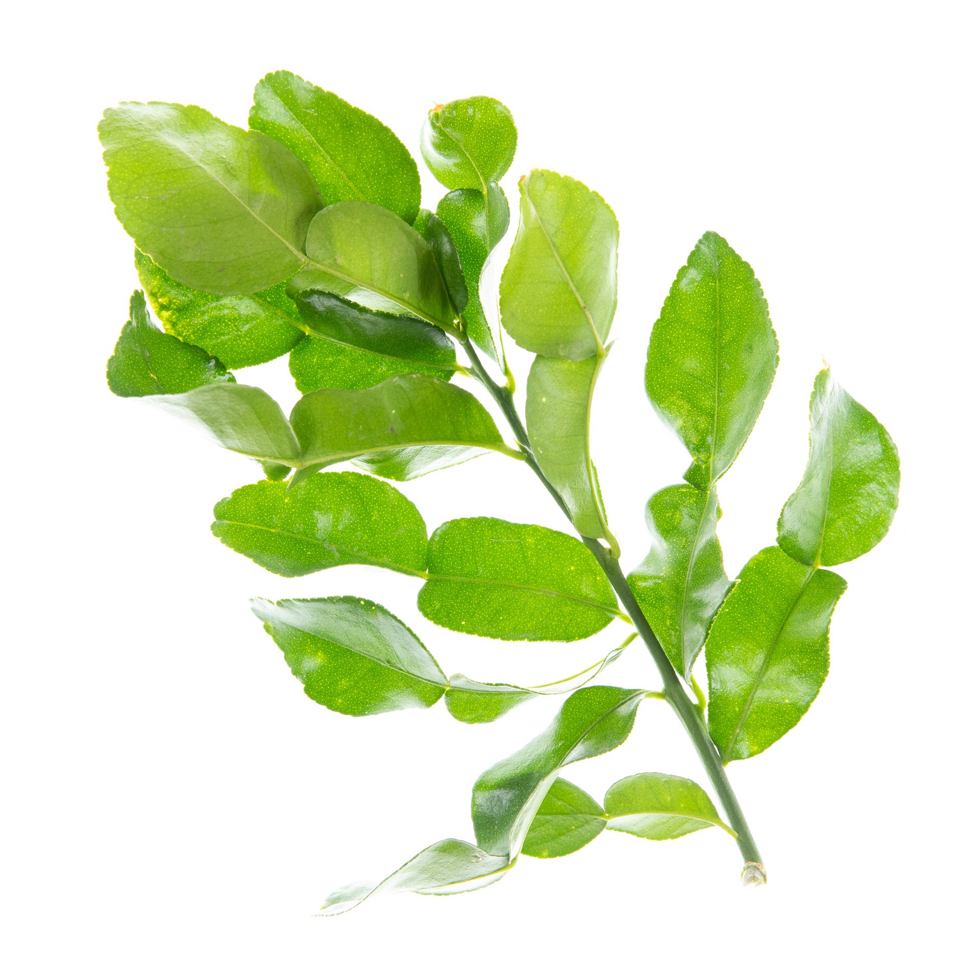 עלי קפיר ליים (טריים)
