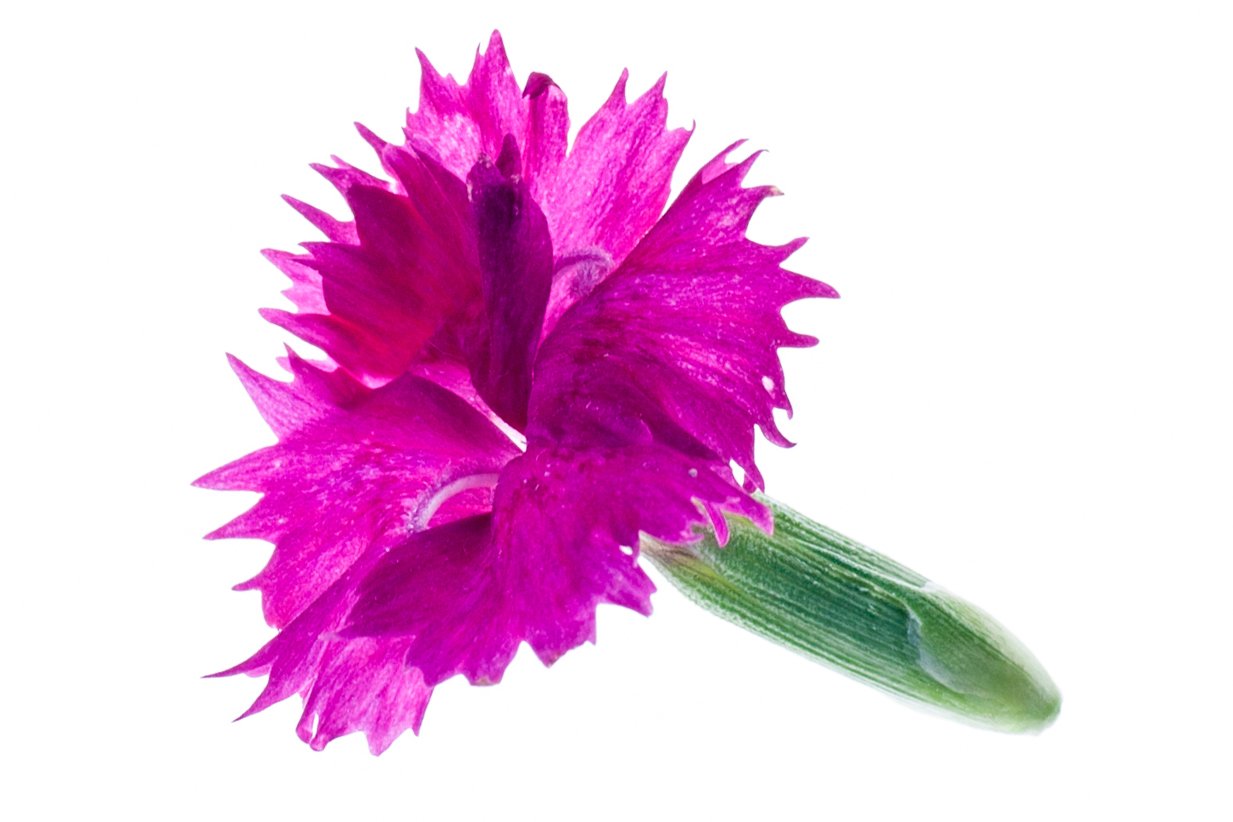 פרחי ציפורן