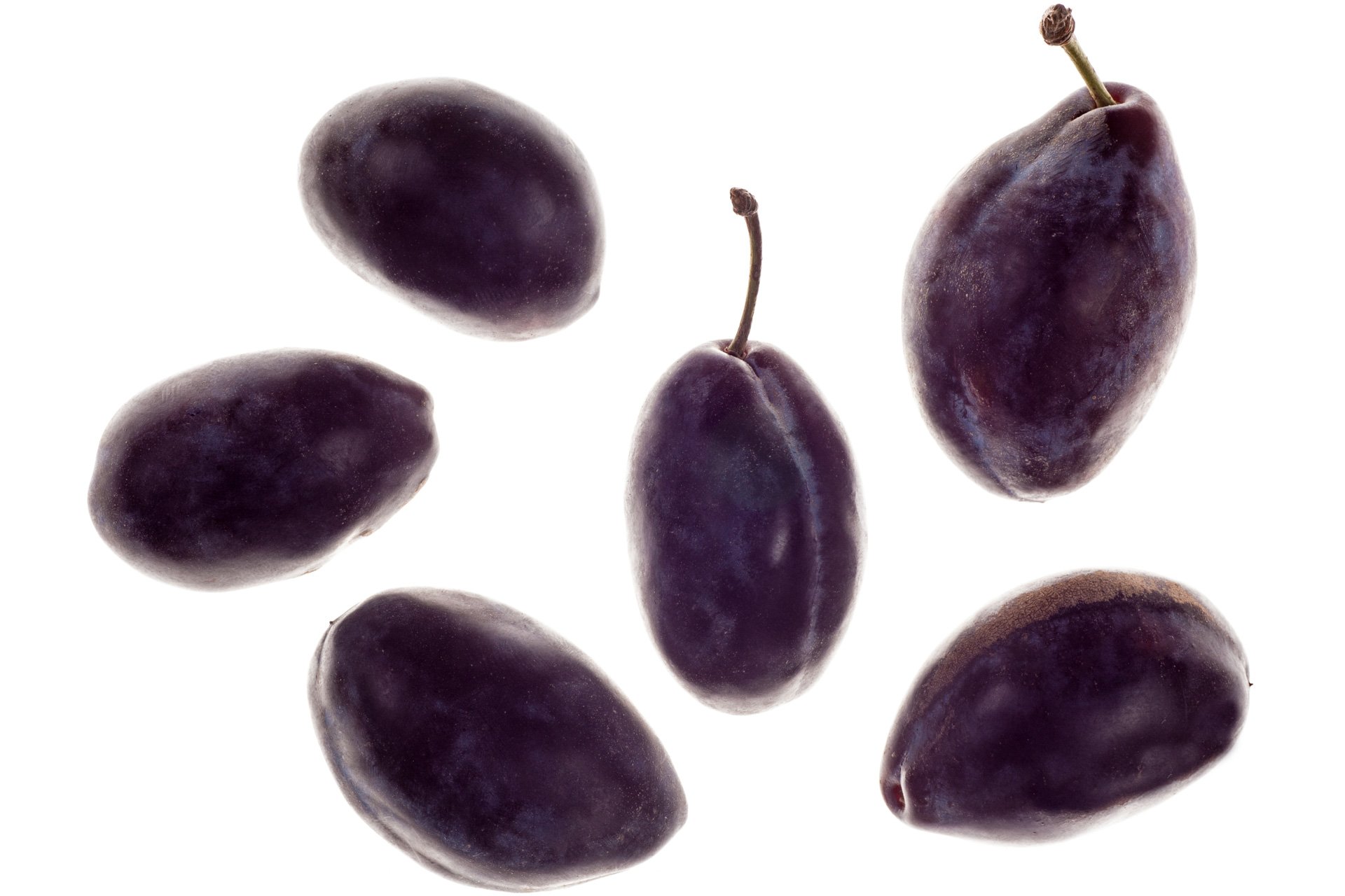 שזיף (אירופי) שגיב