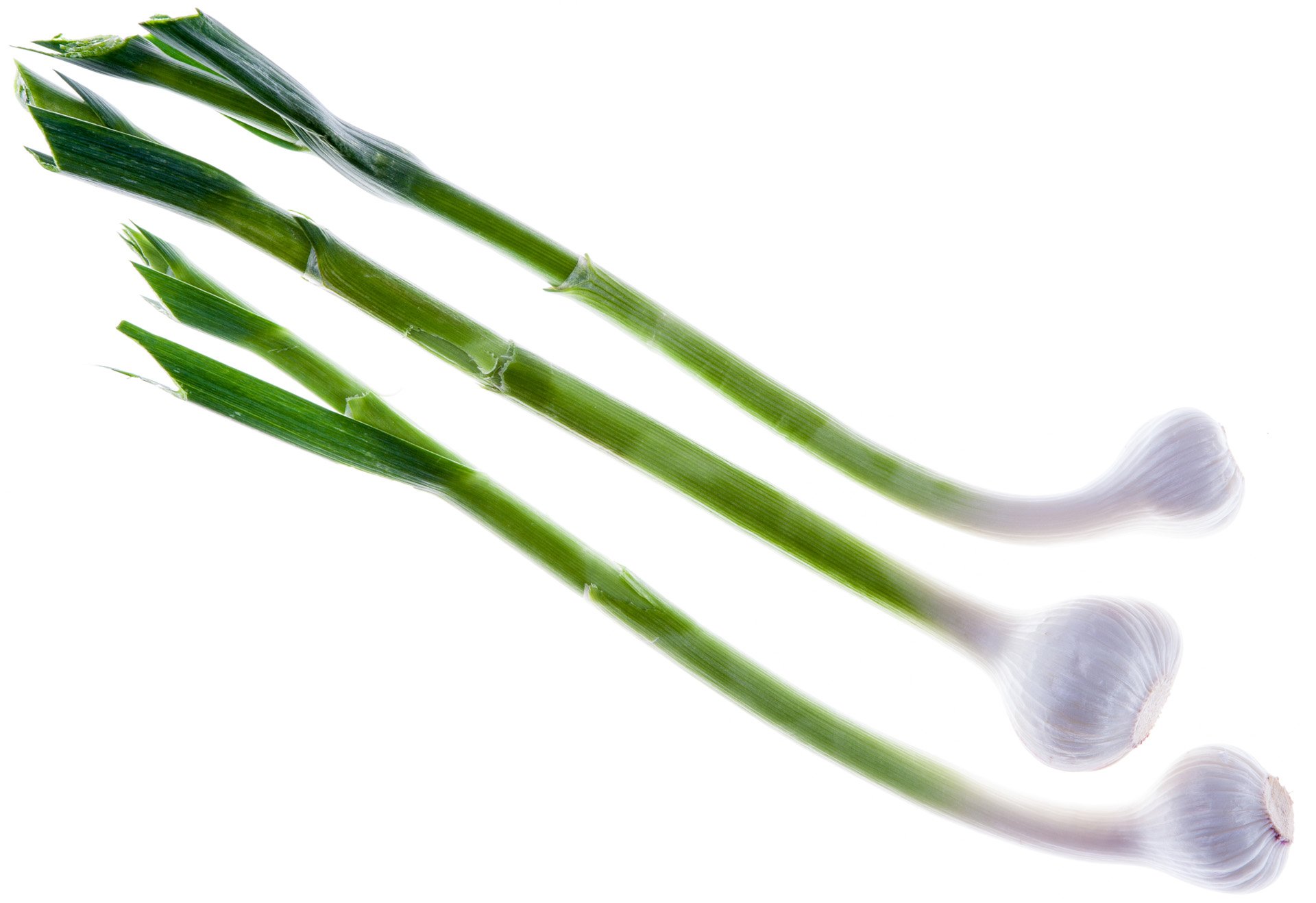 שום ירוק בייבי