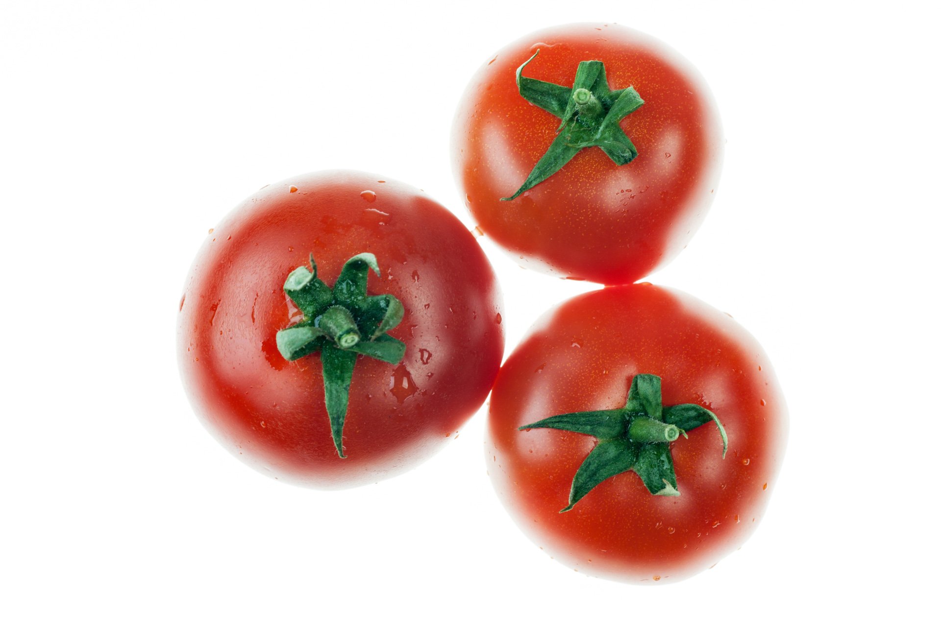 עגבניה מגי