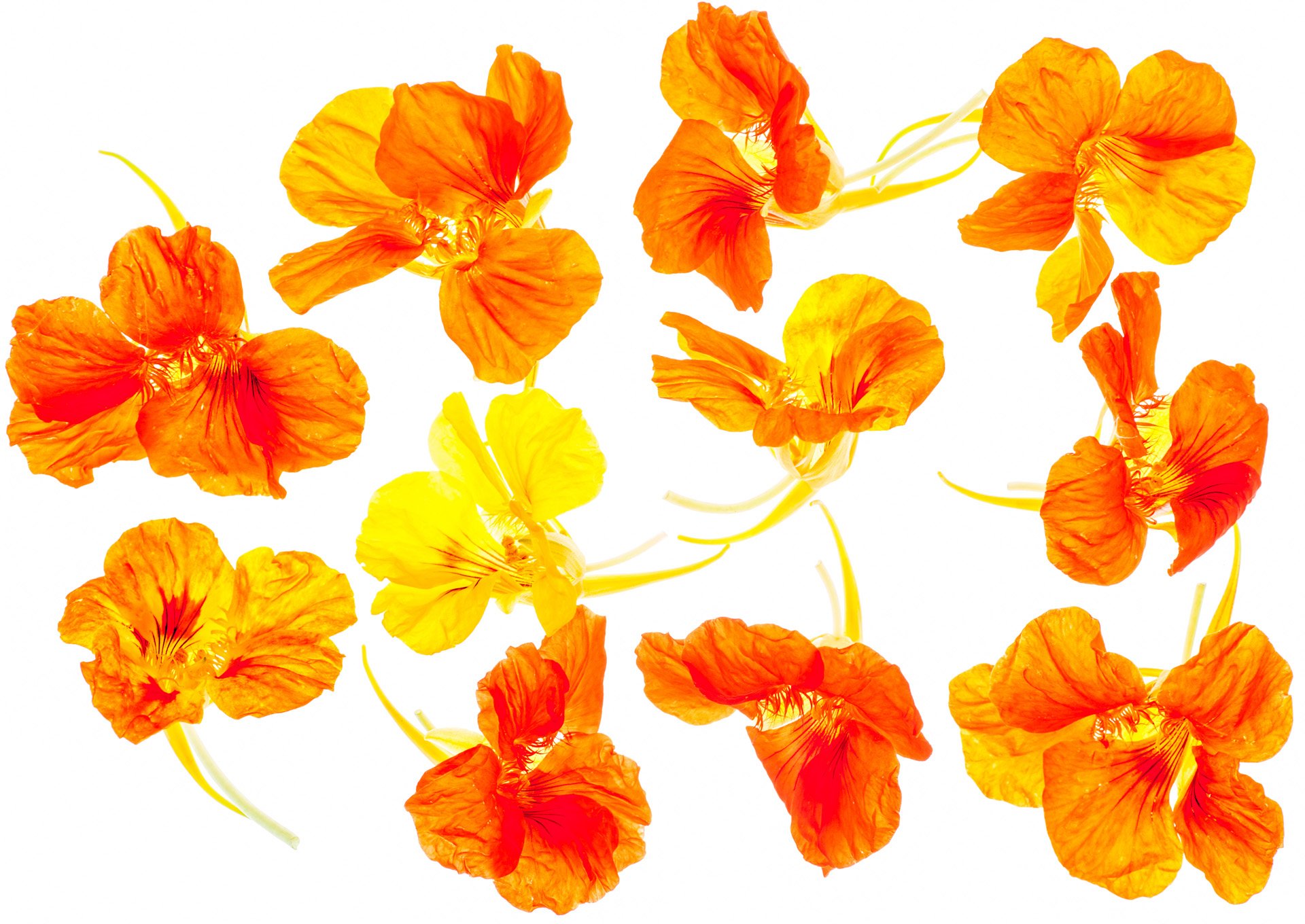 פרחי כובע הנזיר