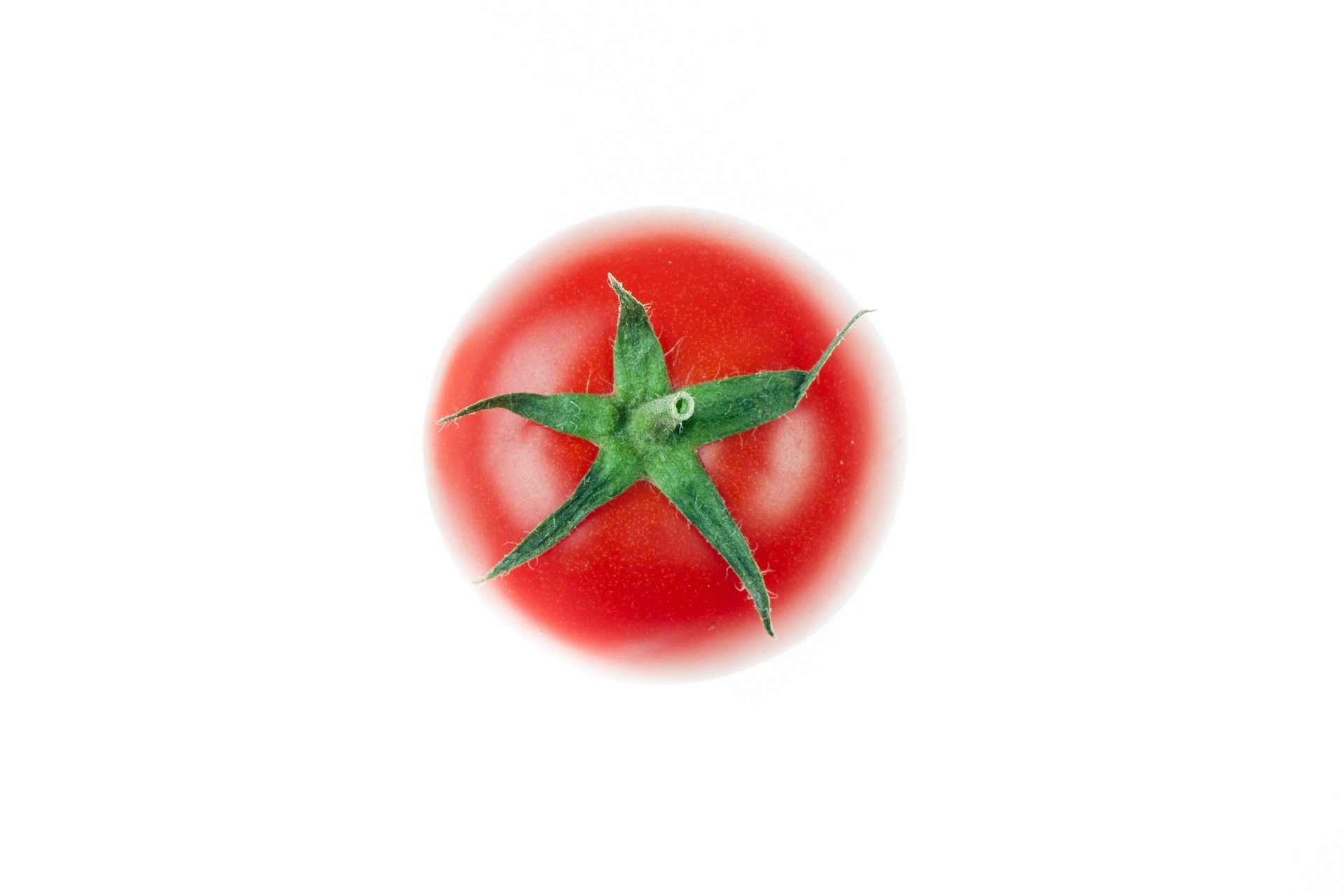 עגבניה אשכולות