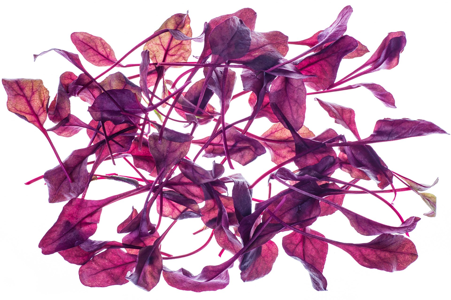 עלי סלק אדום