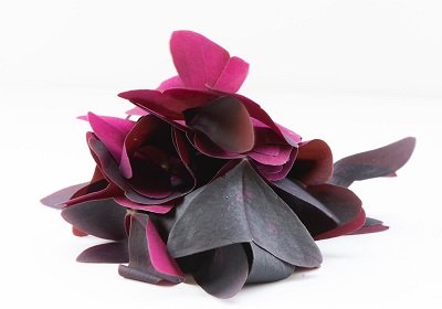 חמציץ אוקסליס - פרפר סגול