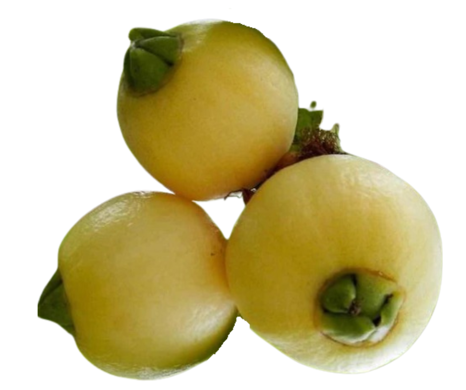 תפוח הורד