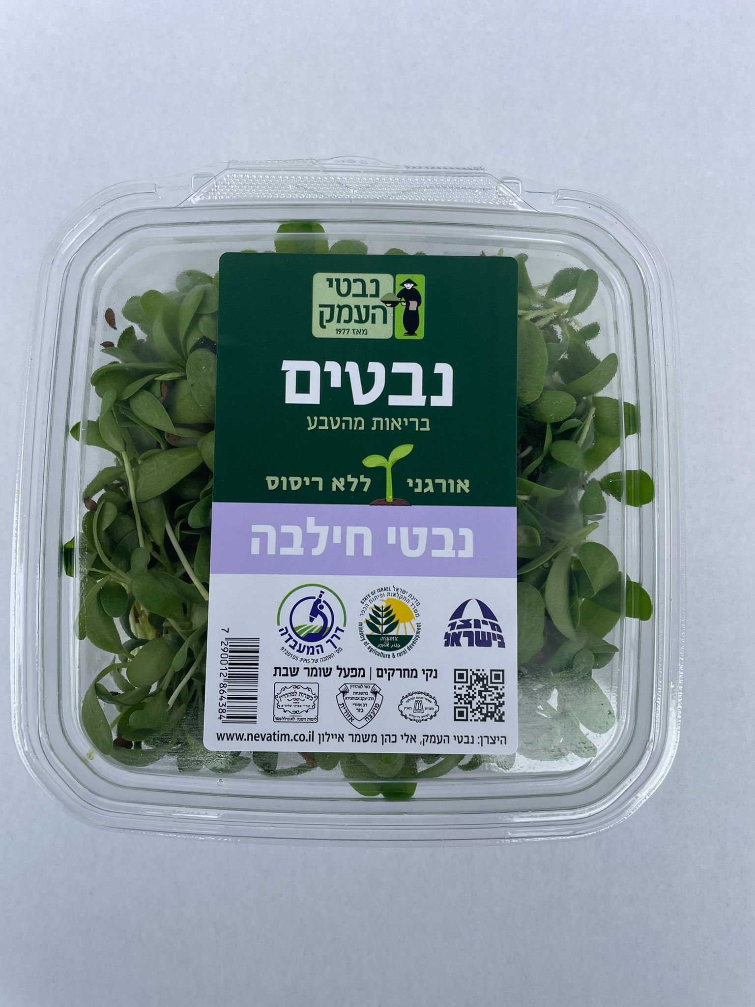 נבטי חילבה