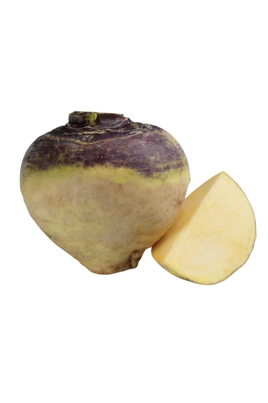 שורש רוטבגה