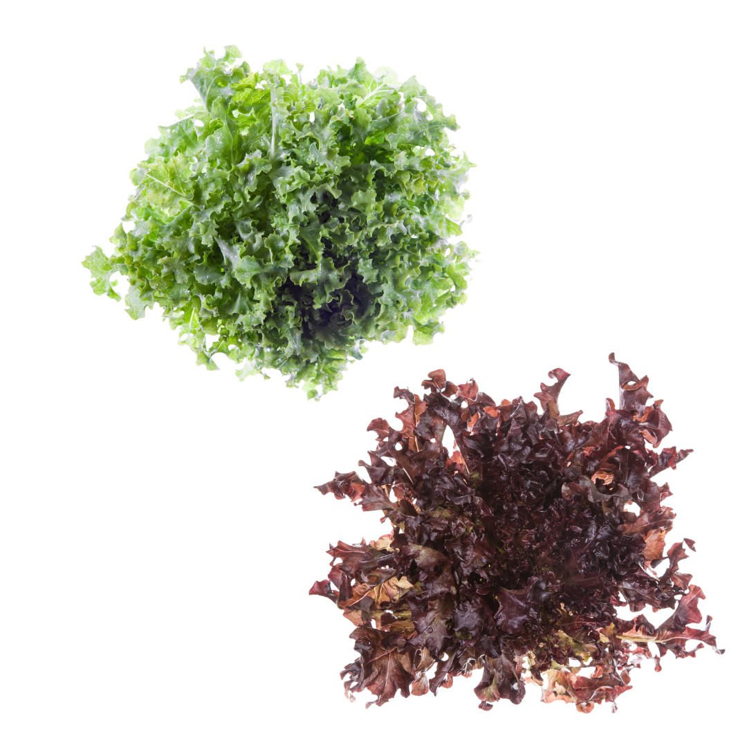 חסה אלון - עודפי גידול