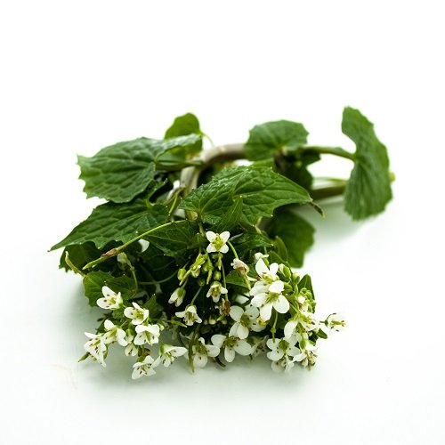 פרחי ווסאבי