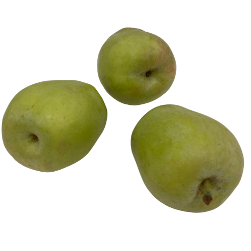תפוח עץ ענה