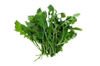 רוקט ווסאבי | יפני