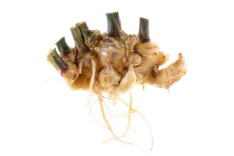 ג'ינג'ר ישראלי