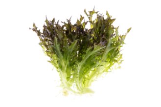 חסה בייבי צ'יק אדום