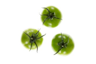 עגבניה ירוקה