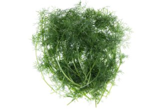 כוסברה צרפתית