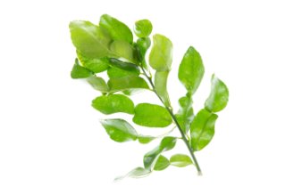 עלי קפיר ליים (טריים)