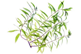 לואיזה