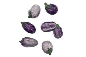 חצילון מנומר