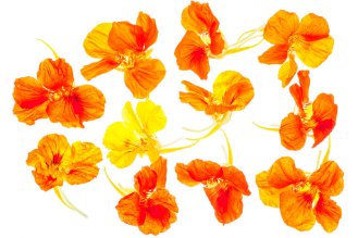 פרחי כובע הנזיר