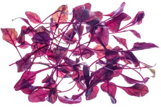 עלי סלק אדום