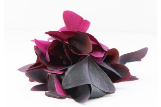 חמציץ אוקסליס - פרפר סגול