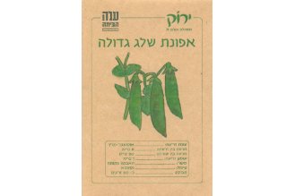 זרעי אפונת שלג גדולה 