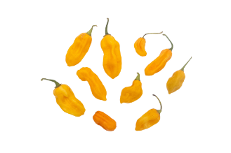 פלפל נאגה דורסט 