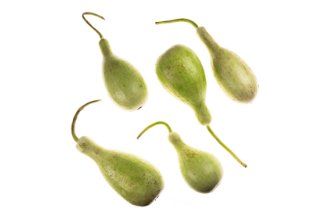 דלעת קרע