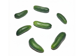 מלפפון מיני ביס