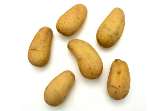 תפוח אדמה אליאנס