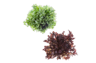 זוג חסות אלון - עודפי גידול