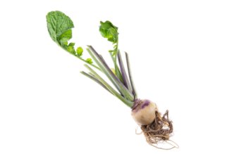 שורש רוטבגה