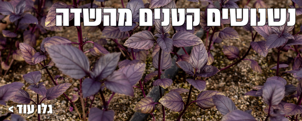 נשנושים מהשדה